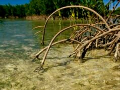 Australia identifica 158 hábitats críticos para tiburones y rayas en peligro de extinción