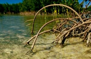 Australia identifica 158 hábitats críticos para tiburones y rayas en peligro de extinción