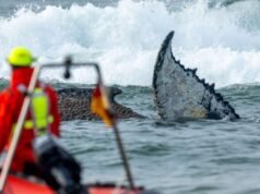 Ballena varada en la costa alemana del Báltico sigue atrapada
