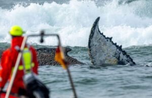 Ballena varada en la costa alemana del Báltico sigue atrapada