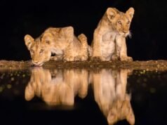 la nueva tendencia de viajes safari que está cambiando la vida salvaje que podemos fotografiar en África