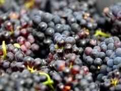 Pinot Noir de 600 años encontrado en un baño medieval francés