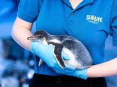 Esperanza para los pingüinos del Acuario de Londres que están ‘atrapados en un sótano sin sol ni aire fresco’
