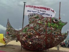 ‘El único pez que puede comer plástico’ ayuda a evitar que la basura entre al océano: he aquí por qué debería estar en todas las playas