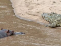 Observe a un hipopótamo de 4.000 libras cazar cinco cocodrilos en Masai Mara de Kenia