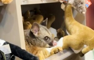 Aparece una zarigüeya real entre los animales de peluche en la tienda de regalos del aeropuerto australiano