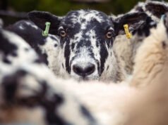 El sector ovino advierte de la inminente escasez de esquiladores