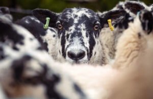 El sector ovino advierte de la inminente escasez de esquiladores