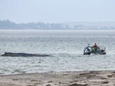 Una ballena permanece varada frente a las costas alemanas mientras fracasa un nuevo intento de rescate