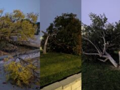 Estudiante de Dublin High School arrestado por supuestamente talar 8 árboles en el campus