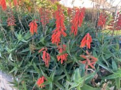 El aloe vera ya está floreciendo. Esto es lo que necesitas saber sobre sus variedades.