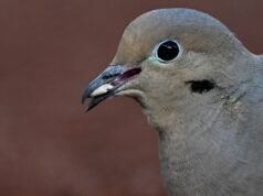 ¿Las semillas de pájaros picantes y picantes dañarán a los visitantes aviares del comedero de Inverness?