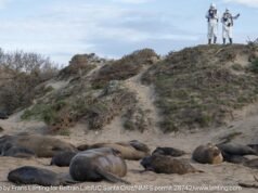 Investigadores monitorean de cerca el brote de gripe aviar entre elefantes marinos en el Parque Estatal Año Nuevo – The Mercury News