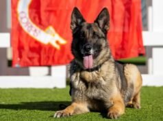 Las bases militares del condado de San Diego no se preocupaban lo suficiente por los perros