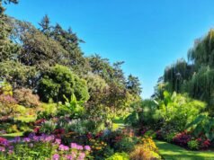 Los árboles pequeños y fragantes y los polinizadores aman las impresionantes flores en verano.