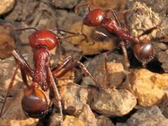 La nueva frontera del tráfico de vida silvestre.