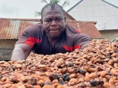 Tiempos amargos para los productores de cacao debido al colapso del mercado del chocolate