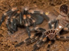 La vulnerable majestuosidad de una tarántula en muda