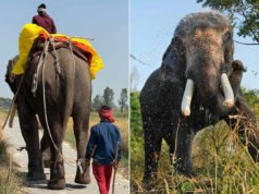 El elefante que creció encadenado viajando largas distancias por dinero ahora es libre para explorar, jugar y relajarse (exclusivo)