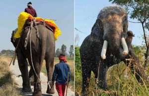 El elefante que creció encadenado viajando largas distancias por dinero ahora es libre para explorar, jugar y relajarse (exclusivo)