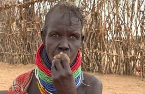 Desesperados por conseguir comida, los kenianos afectados por la sequía recurren al árbol de pan de jengibre