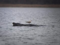 Ballena varada en el Mar Báltico alemán se debilita a medida que se desvanecen las esperanzas de su regreso al Atlántico