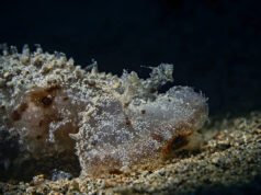 Esta extraña criatura marina de Bali no nada, caza con una capucha gigante