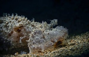 Esta extraña criatura marina de Bali no nada, caza con una capucha gigante