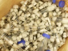 Hombre arrestado después de supuestamente intentar contrabandear más de 2.000 hormigas reina en rollos de papel de seda y tubos de ensayo en el aeropuerto