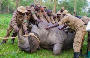 Los rinocerontes blancos reintroducidos en Uganda 43 años después de que los cazadores furtivos aniquilaran especies raras