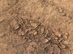 Los intestinos de una cabra lo dicen todo