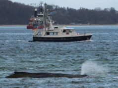 Rescatistas alemanes utilizarán draga en su último intento por liberar a una ballena varada