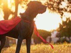 El perro “héroe” cuelga sus botas de trabajo tras salvar a más de 100 koalas