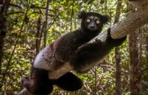 Esta inquietante llamada pertenece al lémur más grande de Madagascar