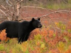 Es la única provincia de Canadá sin osos.