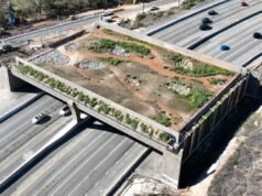 La vida silvestre inacabada de California, un “puente a ninguna parte”
