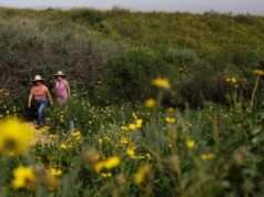 Las flores silvestres y la California que amamos