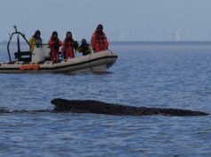 Una ballena jorobada liberada por rescatistas en el Mar Báltico ha vuelto a quedar varada