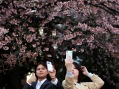 Picnics en flor de cerezo en Japón afectados por la inflación global