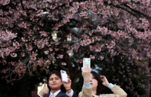 Picnics en flor de cerezo en Japón afectados por la inflación global