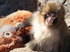 El zoológico responde a la afirmación de que el mono Punch es ‘intimidado’