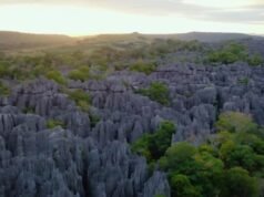 Bosque de piedras de Tsingy de Bemaraha en Madagascar