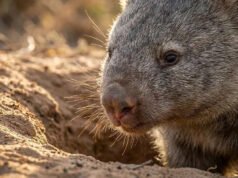 En lugar de intentar mantenerlos fuera, los agricultores ahora los están dejando entrar.