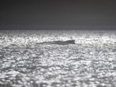 Crecen los temores por una ballena atrapada en las costas alemanas