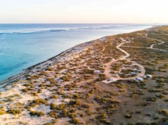 Mujer se recupera tras ser mordida por un tiburón mientras nadaba cerca de un popular camping