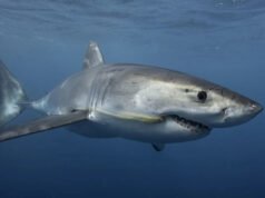 El ataque de un tiburón deja a un buzo hospitalizado con heridas punzantes en la mano y laceraciones profundas en el brazo.