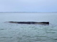 Encuentran atrapada una ballena varada durante varios días en Alemania