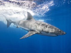 Pescador atacado por un gran tiburón blanco dice que “tenía el pie izquierdo en su boca”