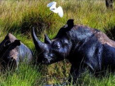 Cuarenta años después de la caza furtiva del último rinoceronte, los rinocerontes están de vuelta en estado salvaje en Uganda