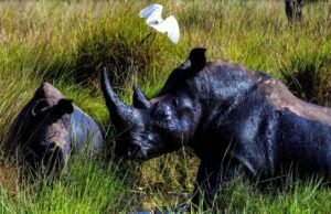 Cuarenta años después de la caza furtiva del último rinoceronte, los rinocerontes están de vuelta en estado salvaje en Uganda